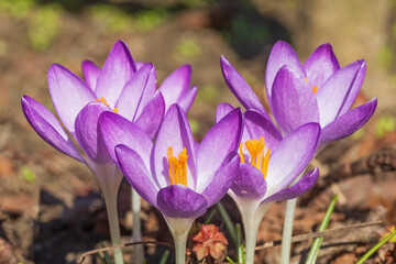 Violette Blüten des Elfenkrokus (Crocus tommasinianus, Dalmatiner Krokus) mit violetten...