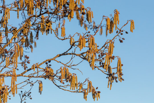 M&auml;nnliche Bl&uuml;ten der Schwarzerle (Alnus glutinosa) sowie die alten Fruchtst&auml;nde auf dem letzten Jahr im Abendlicht