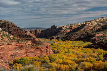 USA, Utah. Autumn cottonwoods and sandstone formations in canyon, Grand Staircase-Escalante National Monument.