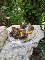 Borboletas em alimentação