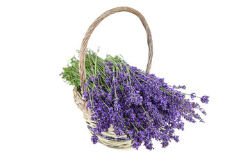 Fototapeta premium Lavender flowers into wicker basket with isolated on white background