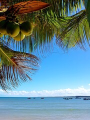 Praia com barcos ancorados vista sob galhos de coqueiro