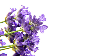 Obraz premium Lavender flowers isolated on white background. Fresh lavender herb
