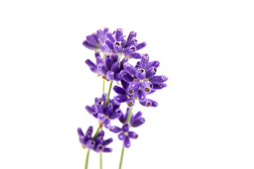 Lavender flowers isolated on white background. Fresh lavender herb