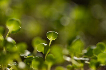 Obraz na płótnie Canvas fresh green seedlings growing healthy ecological food microgreens