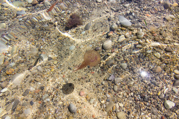 A jellyfish in a beach of Ibiza (Spain)