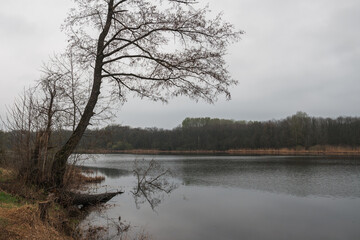 Spring nature Water Tree Sky