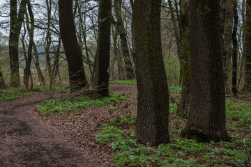 Fototapeta premium Spring in forest oak tree trunk