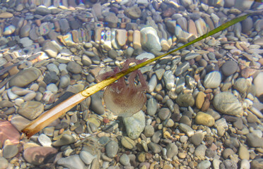 A jellyfish in a beach of Ibiza (Spain)