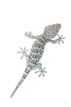 gecko on white background. Tropical asian geckos, True geckos.