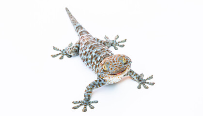 gecko on white background. Tropical asian geckos, True geckos.