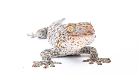 gecko on white background. Tropical asian geckos, True geckos. - obrazy, fototapety, plakaty