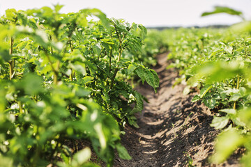 Young potato plant growing on the soil.Potato bush in the garden.Healthy young potato plant in organic garden. Organic farming. Field of green potato bushes. selective focus. cope space