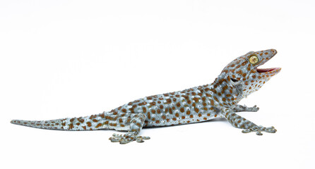 gecko on white background. Tropical asian geckos, True geckos.