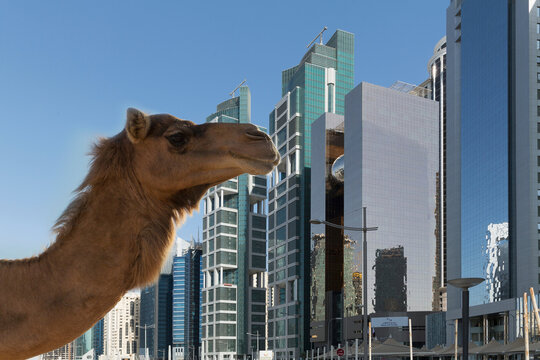 Camel and skyscrapers of downtown Doha, Qatar