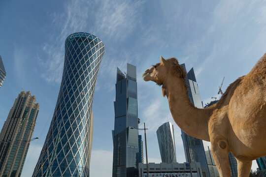 Camel and skyscrapers of downtown Doha, Qatar