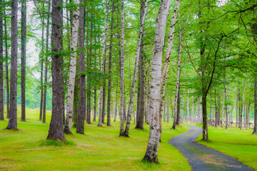 Fototapeta na wymiar 北海道富良野の森の中のイメージ
