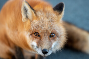 A cute young wild true red fox stands on all four paws attentively staring ahead as it hunts. It has a sharp piercing stare, orange soft fluffy fur and a long red tail with a white patch at the end.