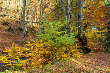 Colorful leaves of trees in the autumn forest, colors of leaf-fall. Autumnal forest landscape.