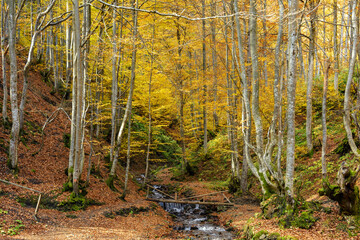 Colorful leaves of trees in the autumn forest, colors of leaf-fall. Autumnal forest landscape.
