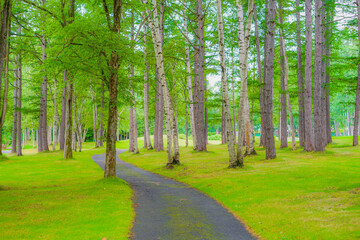 Fototapeta na wymiar 北海道富良野の森の中のイメージ