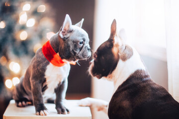 Boston Terrier and French Bulldog in red Christmas bow avoiding eye contact