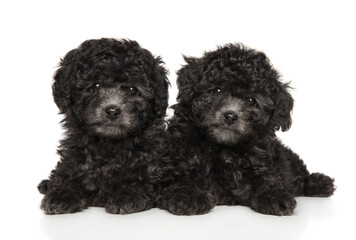 Two gray poodle puppies lie
