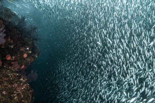 Shoals of sardine being hunted by red snappers