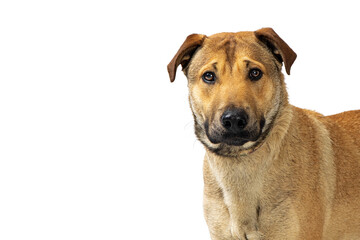 Fototapeta na wymiar Close-up of Large Shepherd Crossbreed Dog