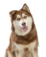 Close-up Photo of Happy Alaskan Malamute Dog