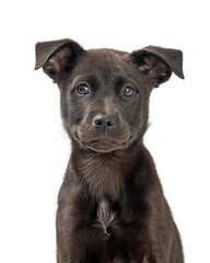 Closeup Cute Black Labrador Retriever Puppy Dog