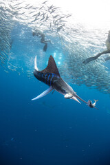 Striped marlin hunting mackerel and sardines, photographed by divers