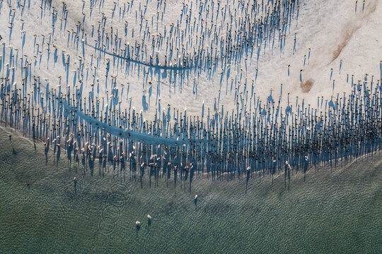 Cormorant colony taking off near water, San Carlos, Baja California Sur, Mexico