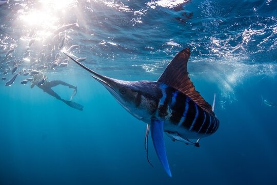 Striped marlin hunting mackerel and sardines, photographed by diver