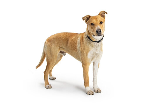 Cute Blonde Large Shepherd Dog Standing