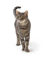 Friendly Cat Walking Forward on White
