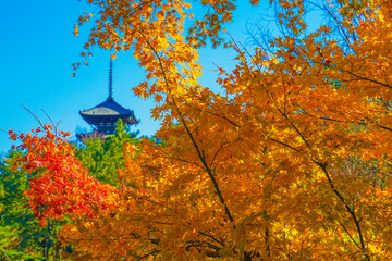 紅葉と五重塔のイメージ