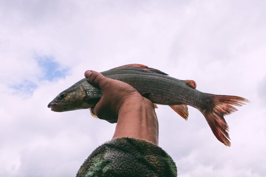 Caught fish held up to sky