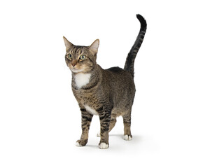Pretty Tabby and White Cat Standing Tail Raised