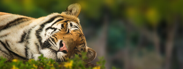 Sleeping Tiger Website Banner © adogslifephoto