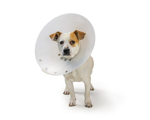Small Dog Wearing Medical Cone