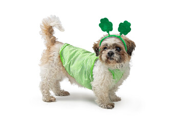 St Patricks Day Dog Wearing Green