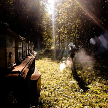 Beekeeper working in beehive farm, Ural, Bashkortostan, Russia
