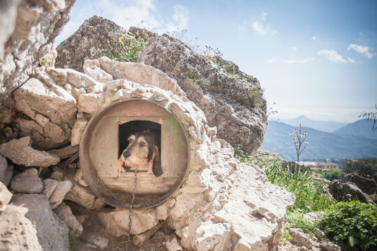 Dog looking out from circular dog kennel in rural rock, Nuoro, Sardinia, Italy