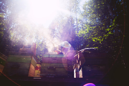 Beekeeper working in beehive farm, Ural, Bashkortostan, Russia