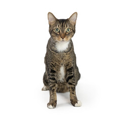 Young Tabby Cat Sitting Facing Forward