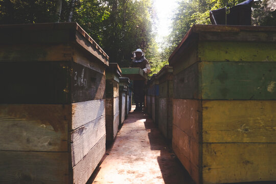 Beekeeper working in beehive farm, Ural, Bashkortostan, Russia