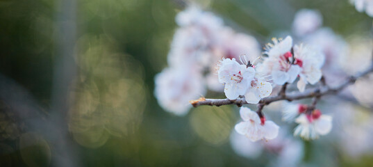 ワイド幅撮影した満開の梅の花の風景