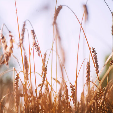Ears of wheat in wheat field, close up