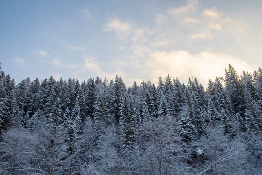 Snow covered hill forest tree tops